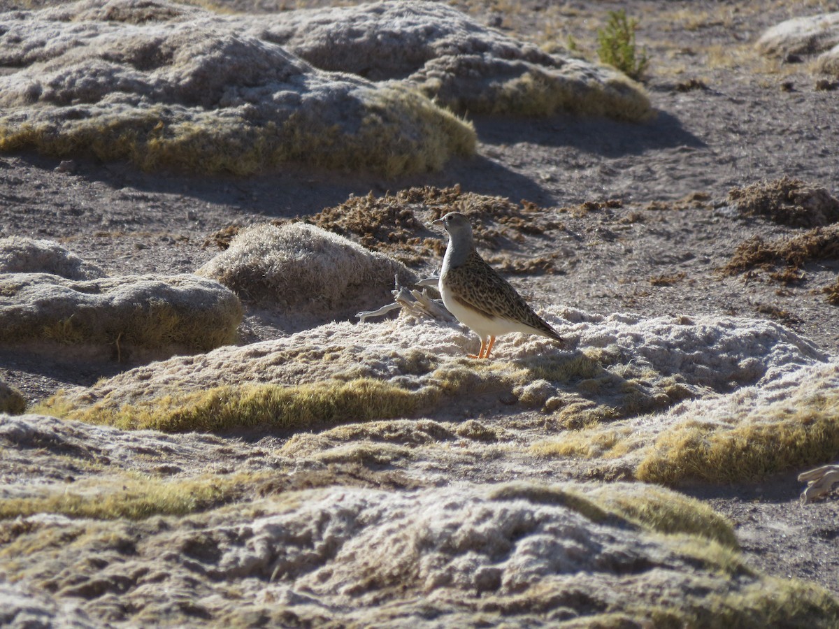 Gray-breasted Seedsnipe - ML610077711