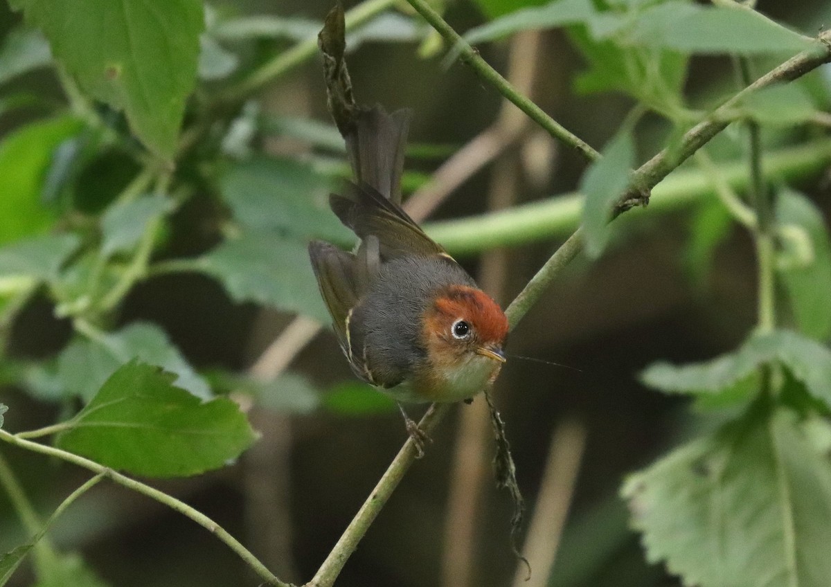 Mosquitero de la Sonda - ML610077738