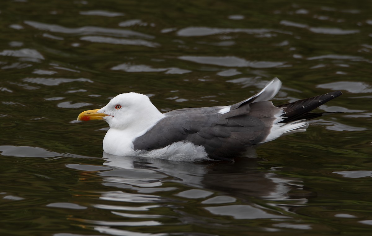 Lesser Black-backed Gull - ML610077743