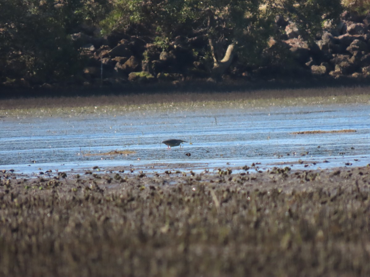 Striated Heron - ML610077825