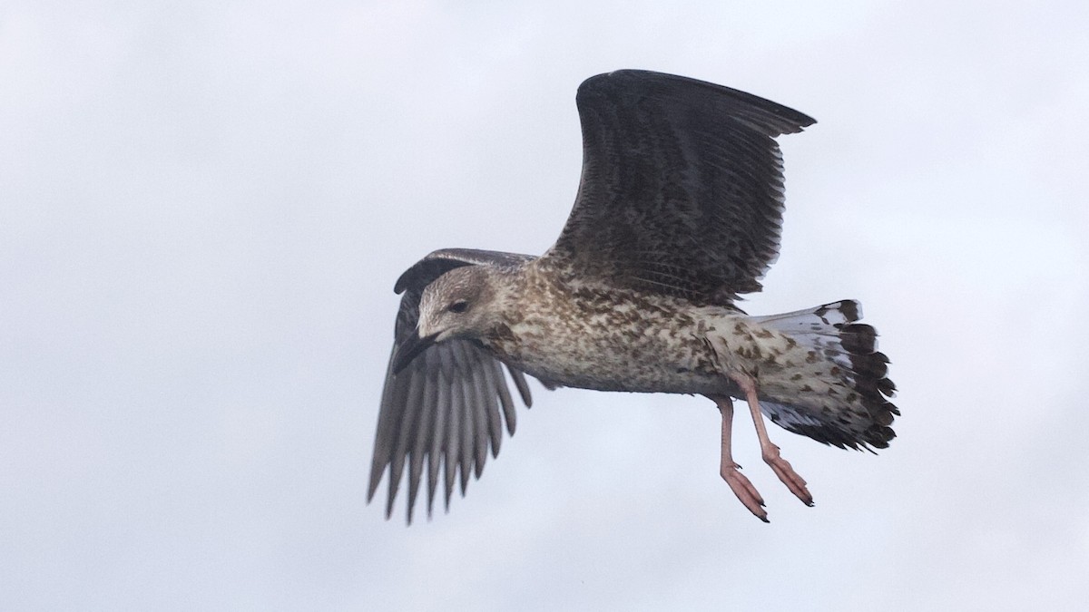 Gaviota Sombría - ML610077836