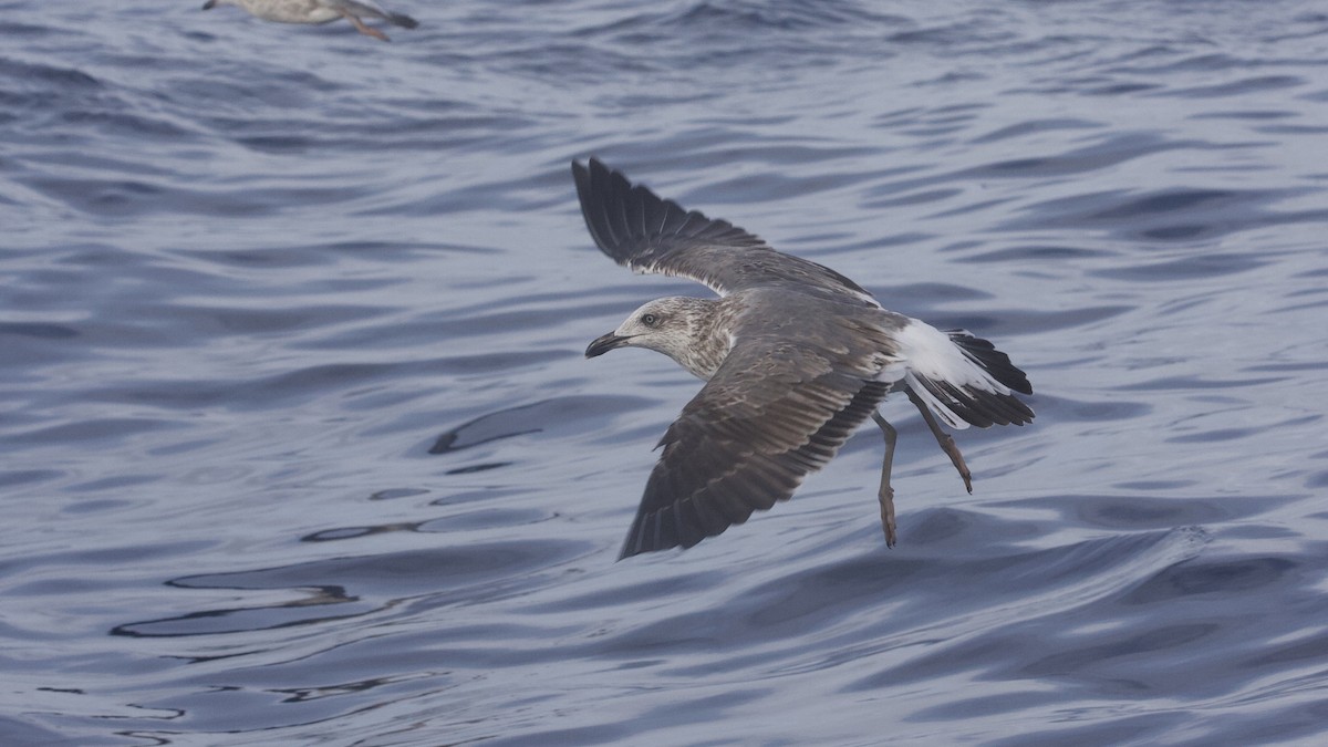 Gaviota Sombría - ML610077839