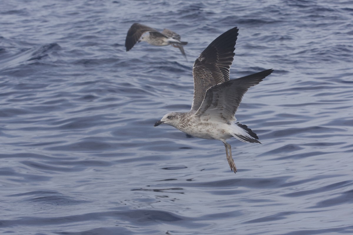 Gaviota Sombría - ML610077840