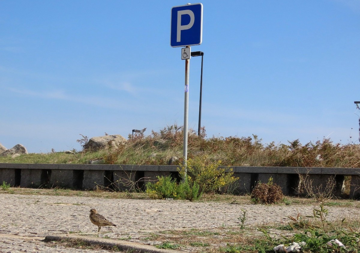 Eurasian Dotterel - ML610077893