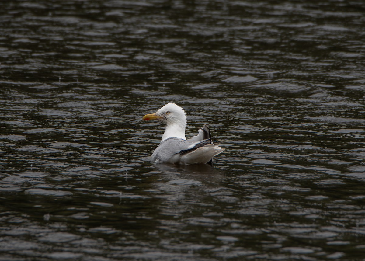 Silbermöwe (argentatus/argenteus) - ML610077955