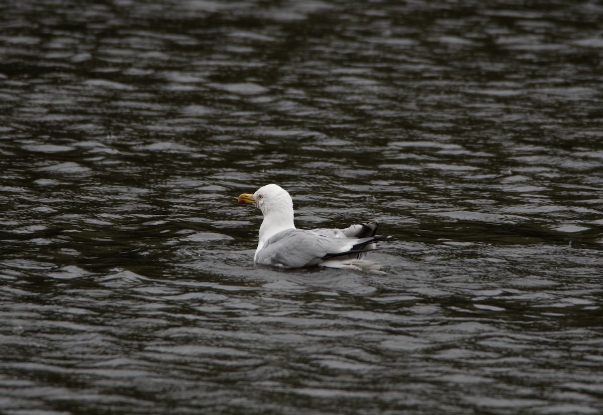 Herring Gull (European) - David Robinson