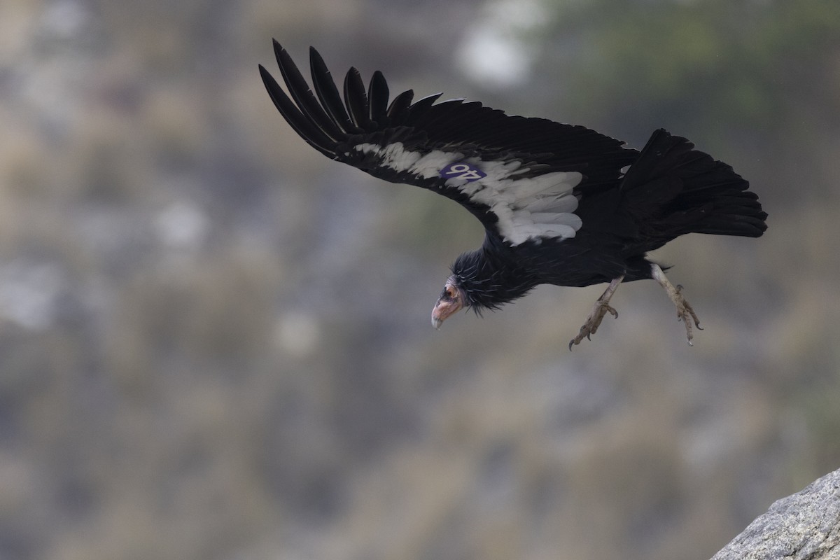 Condor de Californie - ML610078054