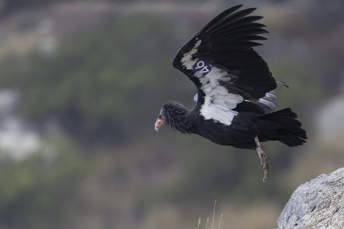 Condor de Californie - ML610078056