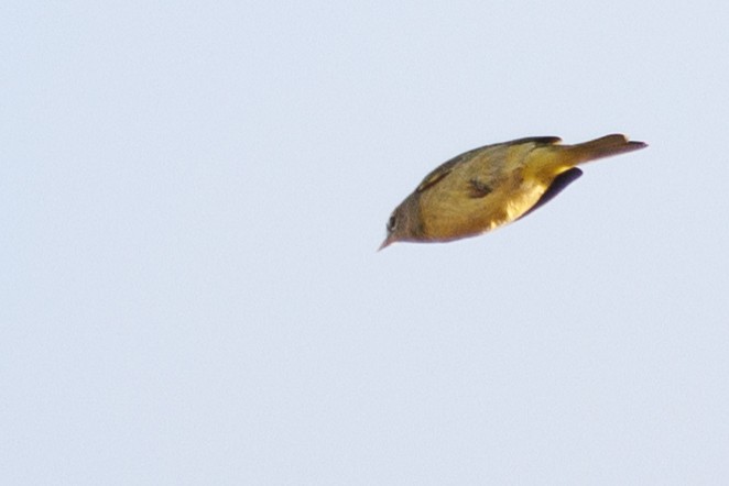 MacGillivray's Warbler - ML610078160