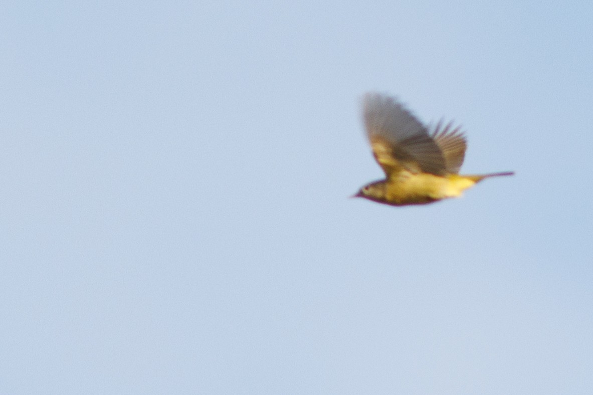 MacGillivray's Warbler - ML610078164