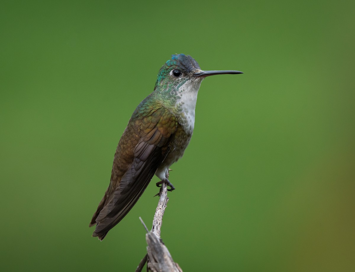 Azure-crowned Hummingbird - Daniel Mérida