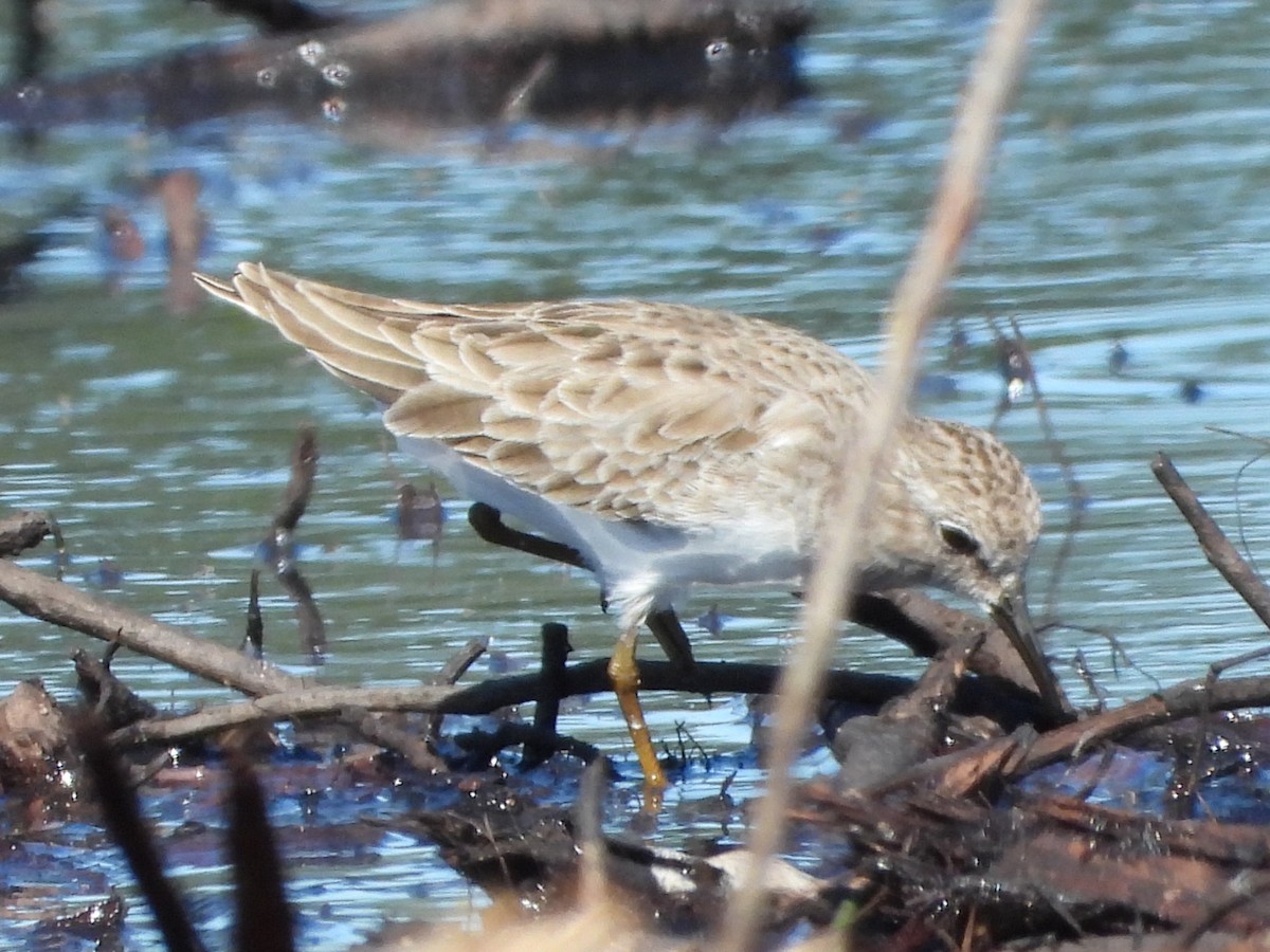 Least Sandpiper - ML610078231