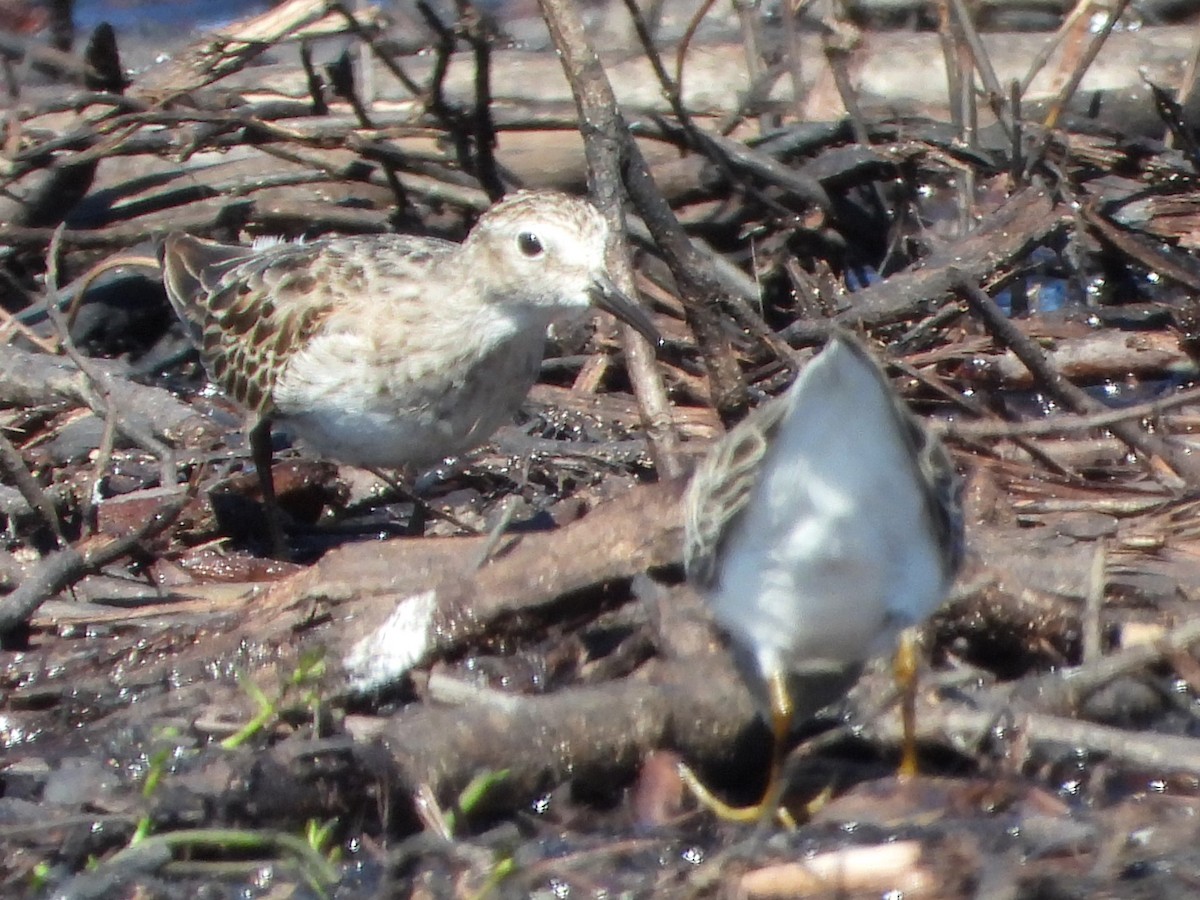 Least Sandpiper - ML610078232