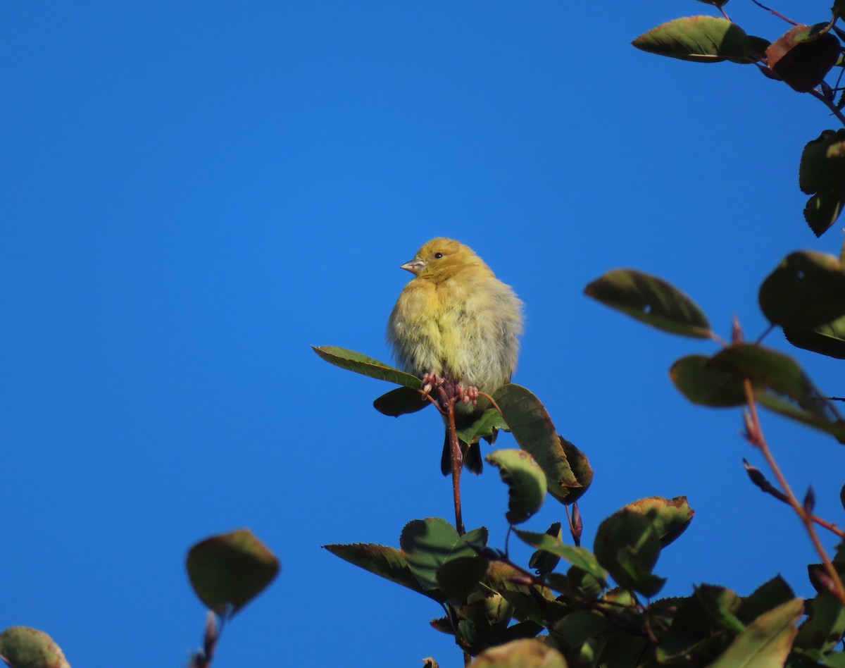 American Goldfinch - ML610078296