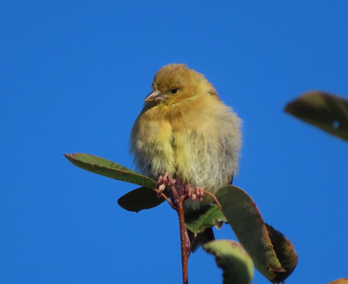 American Goldfinch - ML610078298