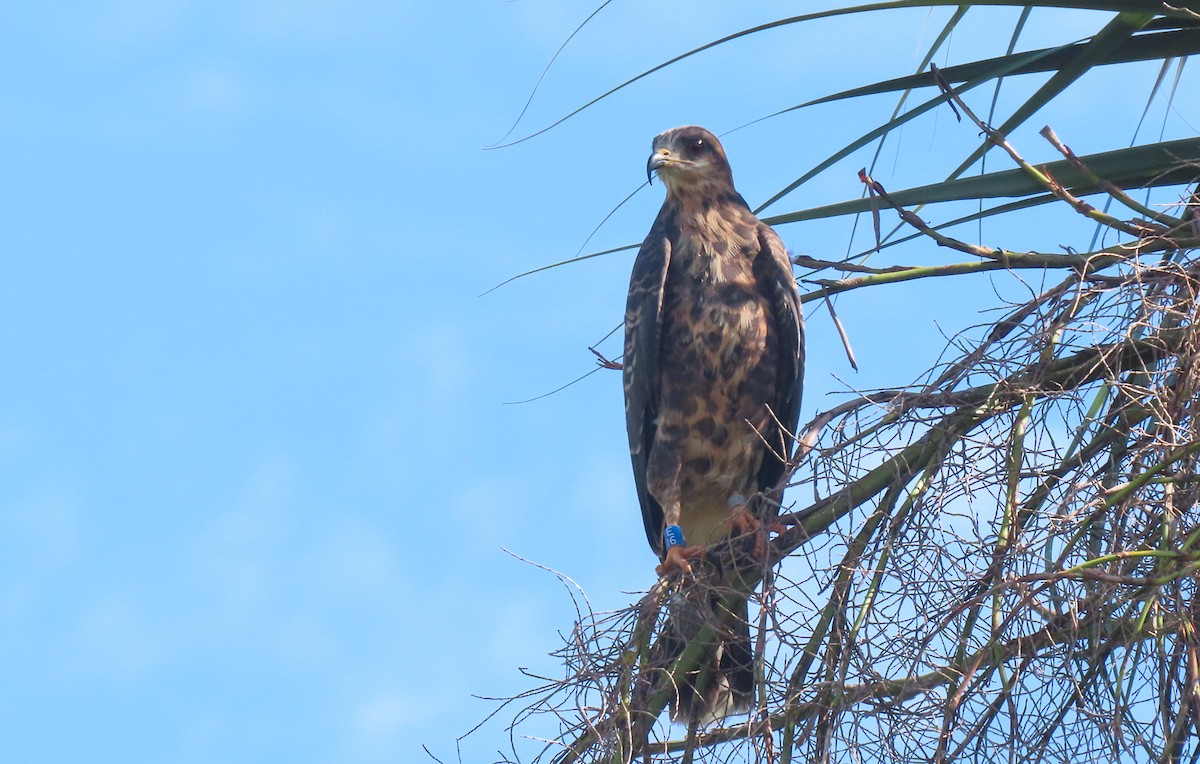 Snail Kite - ML610078327