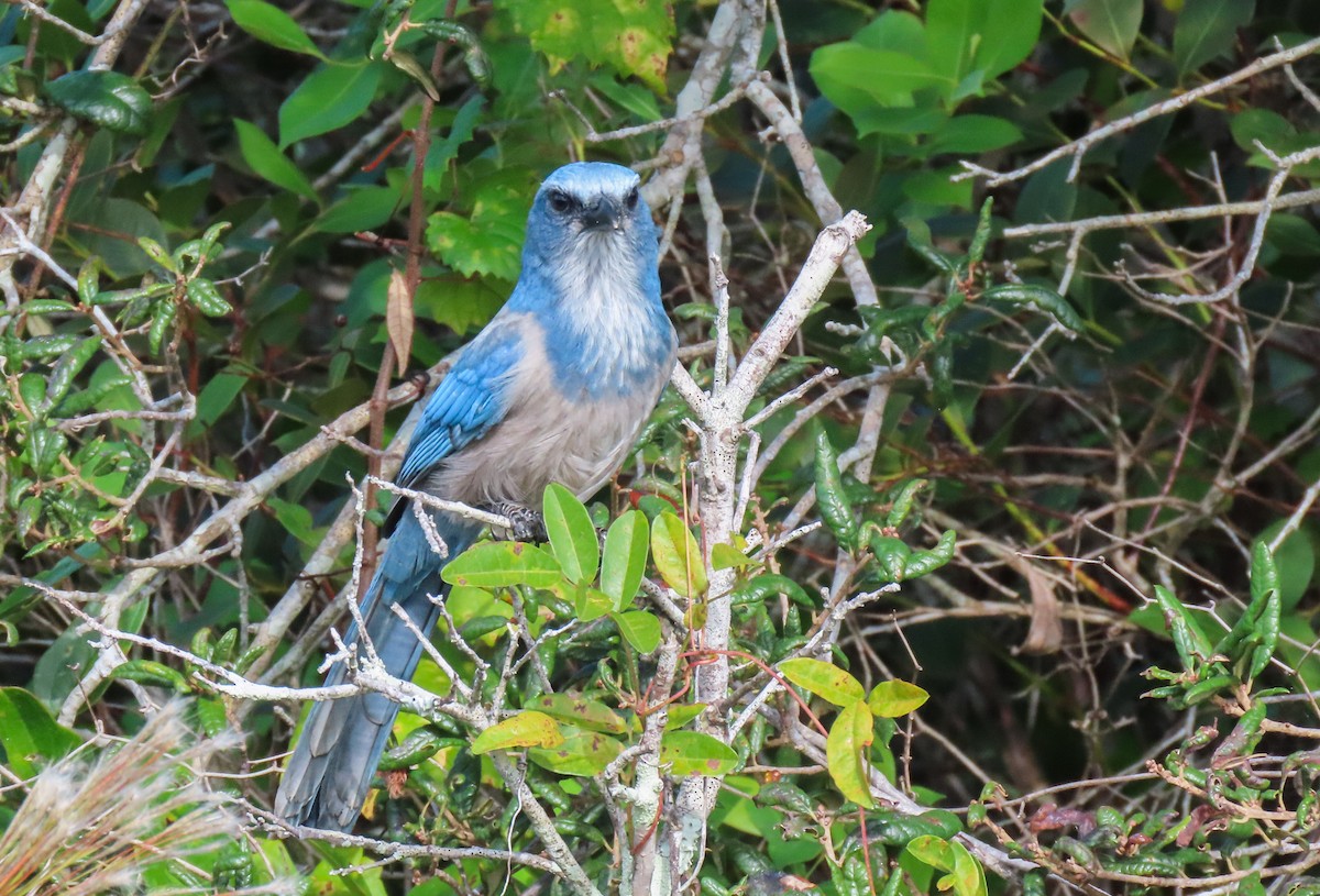 Florida Scrub-Jay - Collin Stempien