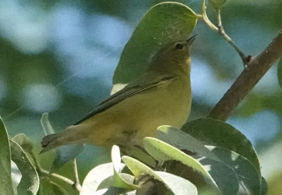 Tennessee Warbler - ML610078411