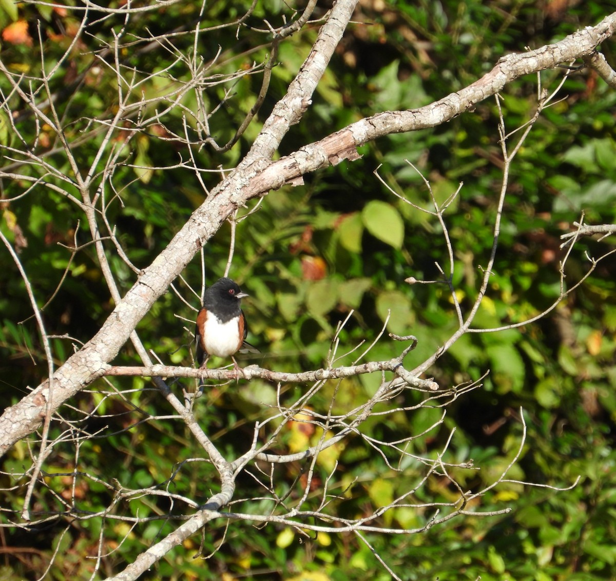 pipilo rudooký - ML610078440