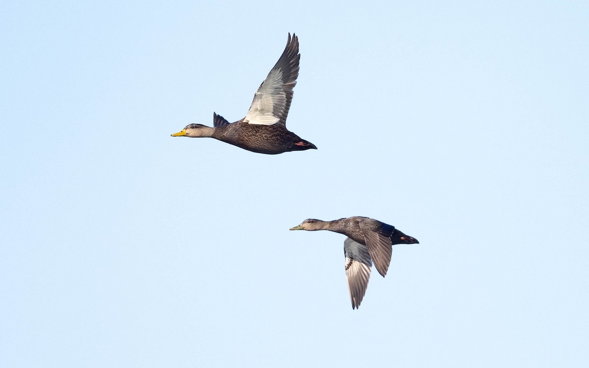 American Black Duck - Vincent Giroux