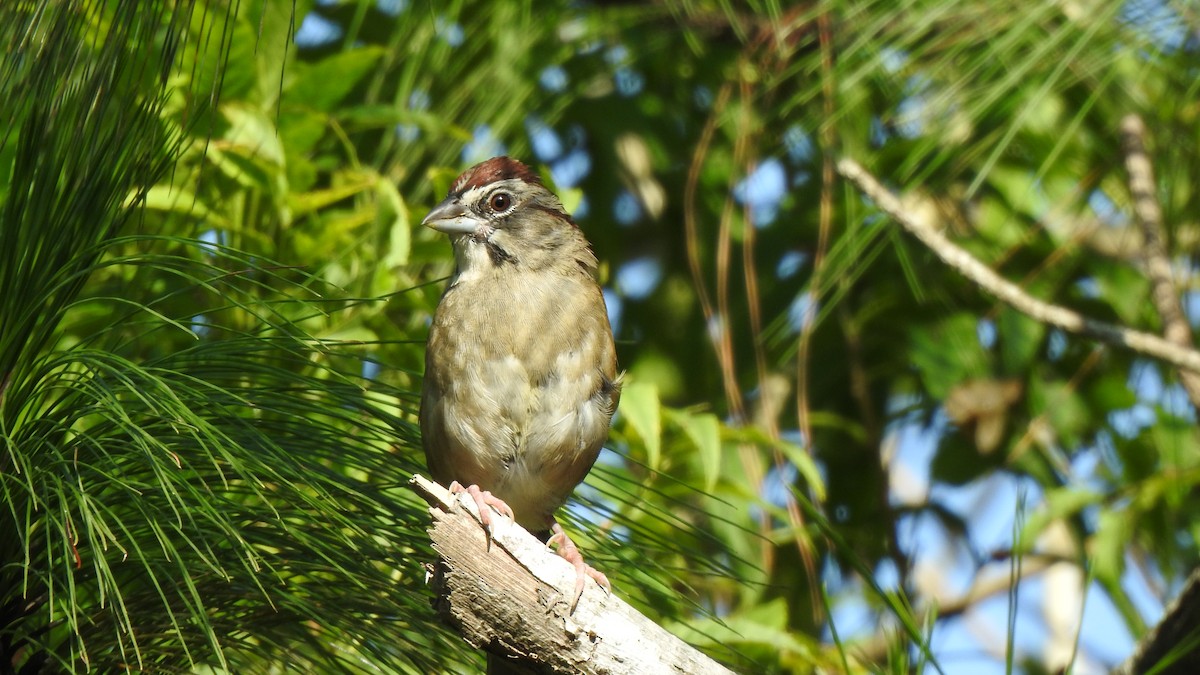 Rusty Sparrow - ML610078471