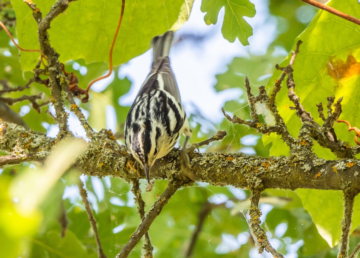 Black-and-white Warbler - Michael Reinhart