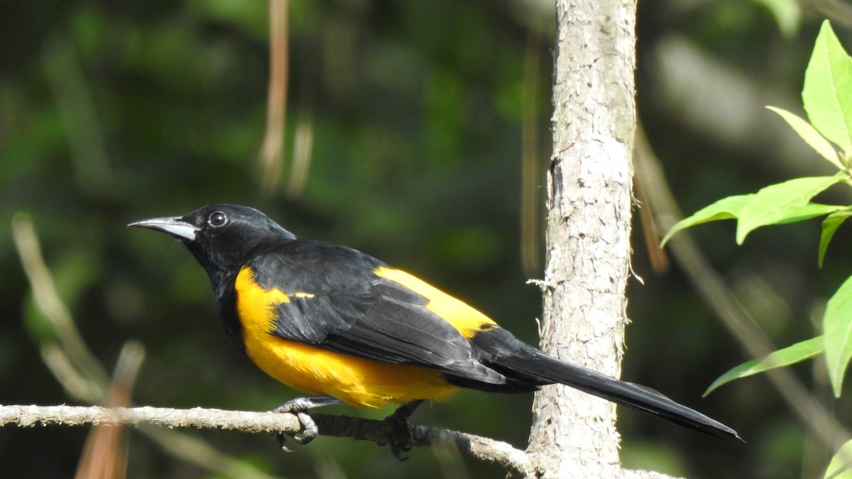 Black-vented Oriole - ML610078518