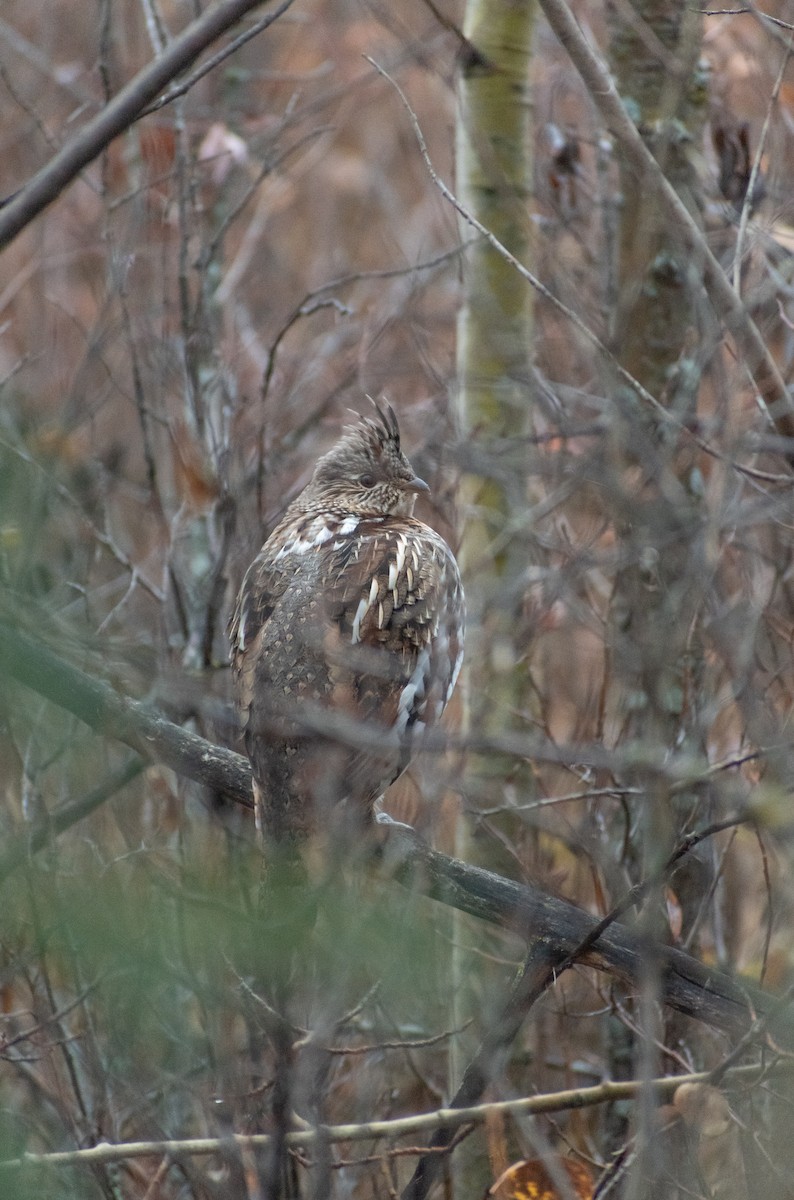 Ruffed Grouse - ML610078594