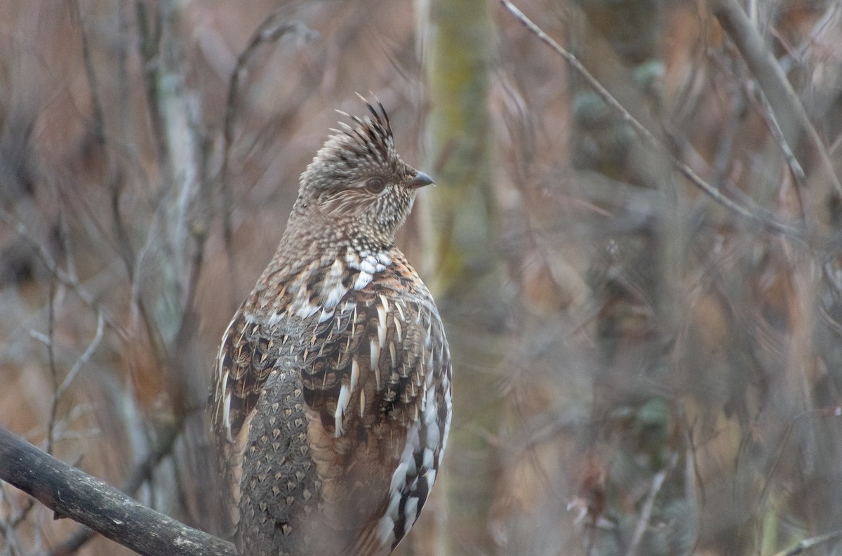 Ruffed Grouse - ML610078595