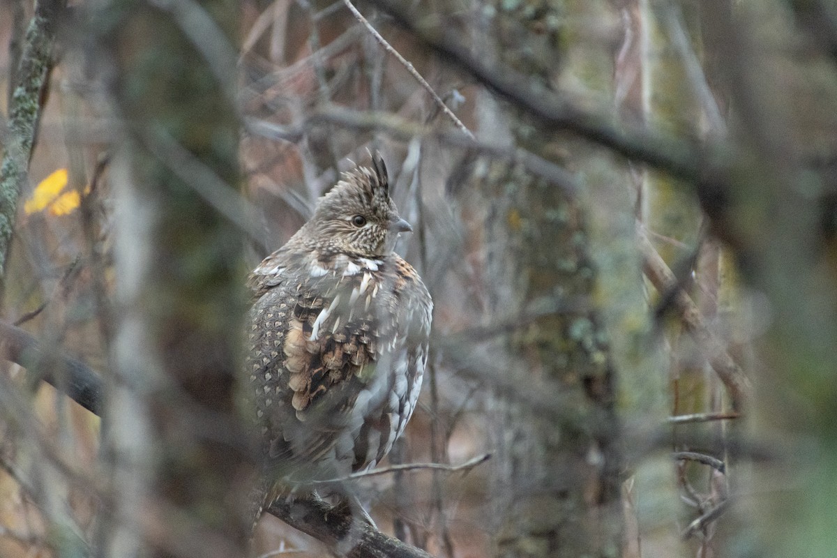 Ruffed Grouse - ML610078596