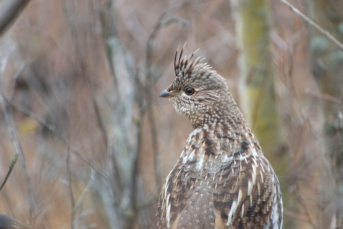 Ruffed Grouse - ML610078597