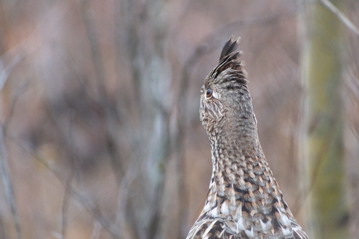 Ruffed Grouse - ML610078598