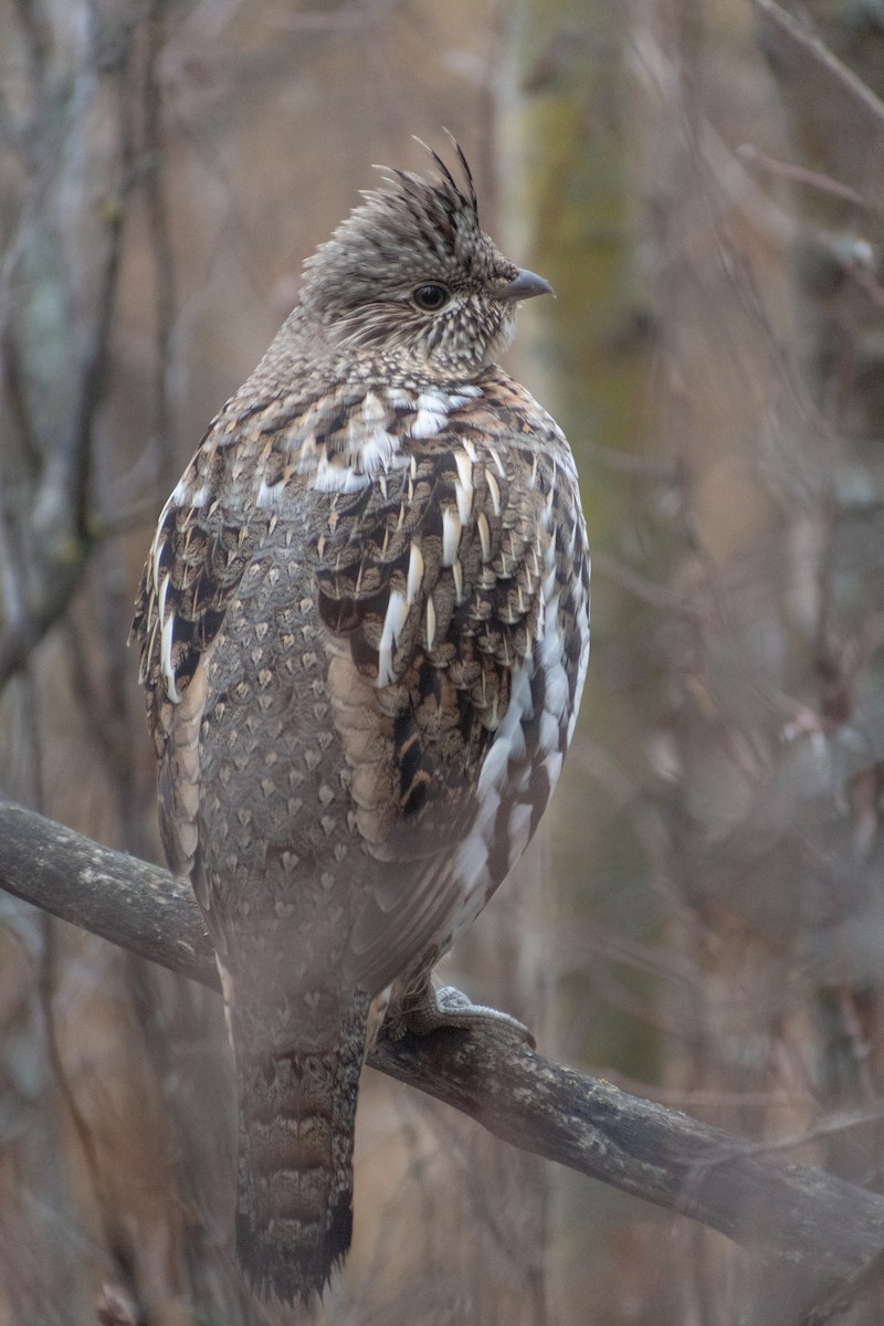 Ruffed Grouse - ML610078599