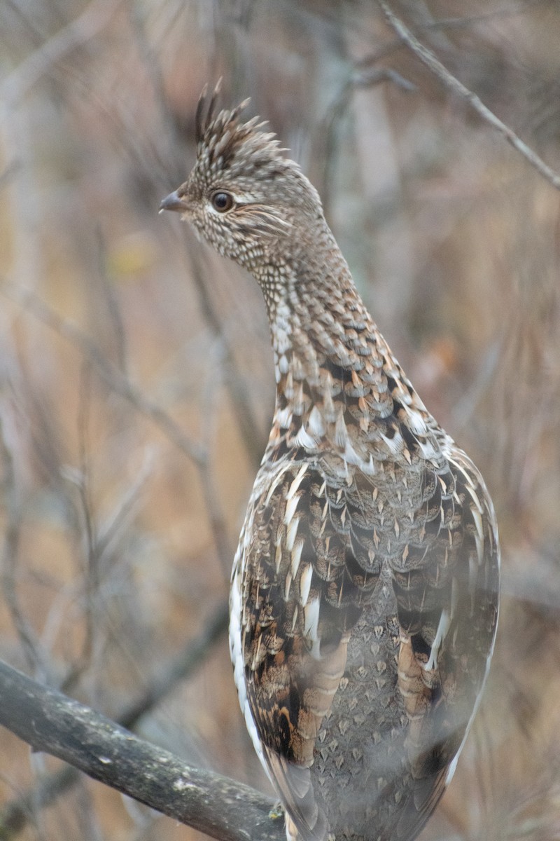 Ruffed Grouse - ML610078600