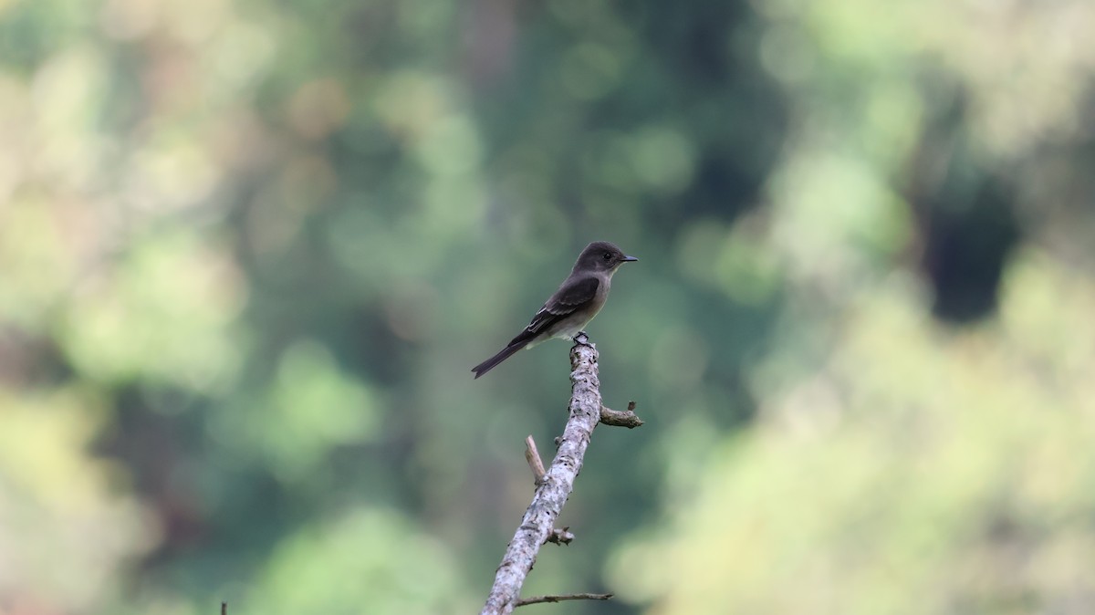 Western Wood-Pewee - ML610078604