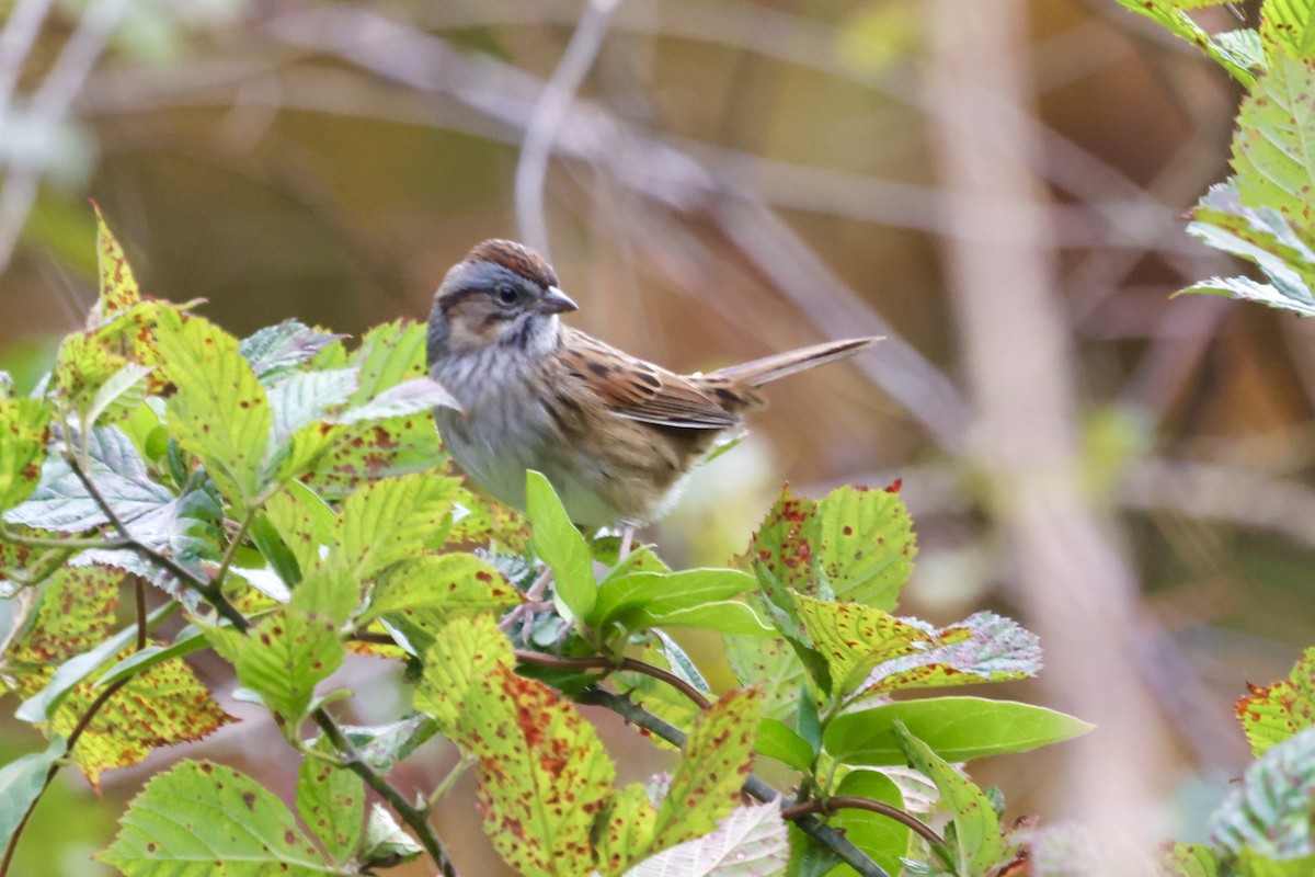 Swamp Sparrow - ML610078607