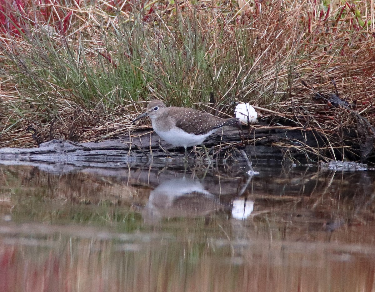 Solitary Sandpiper - ML610078629