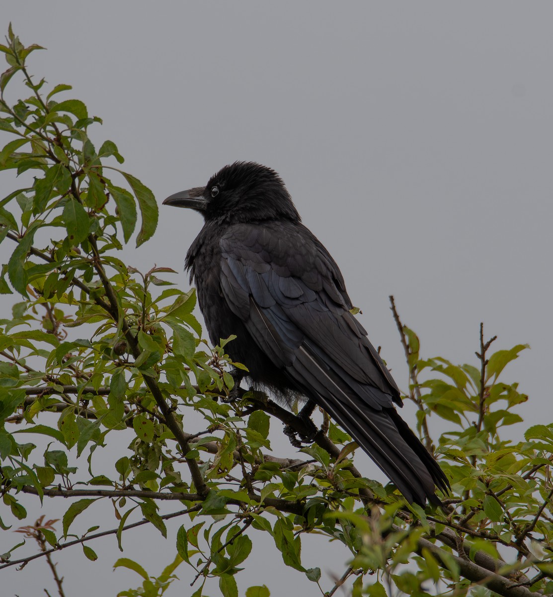 Carrion Crow - ML610078675