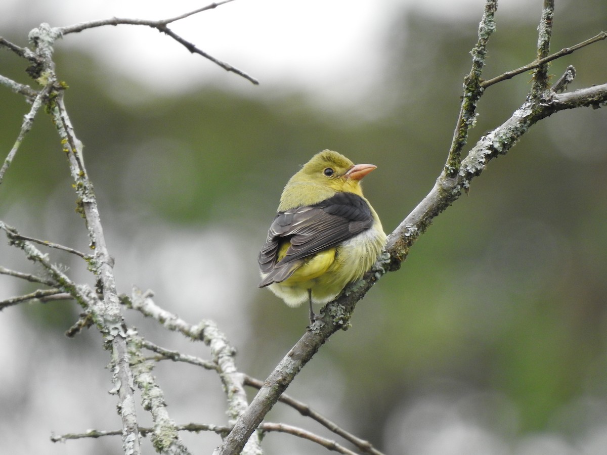 Scarlet Tanager - Sergio Chaparro-Herrera