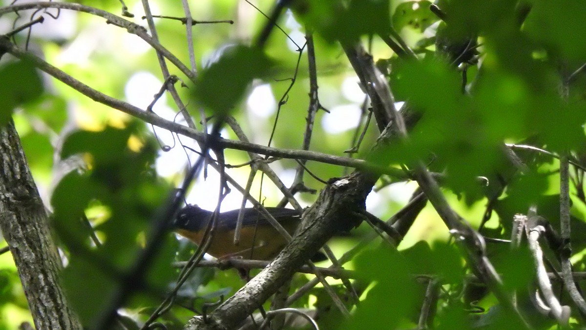 Fan-tailed Warbler - Andrés Reyes