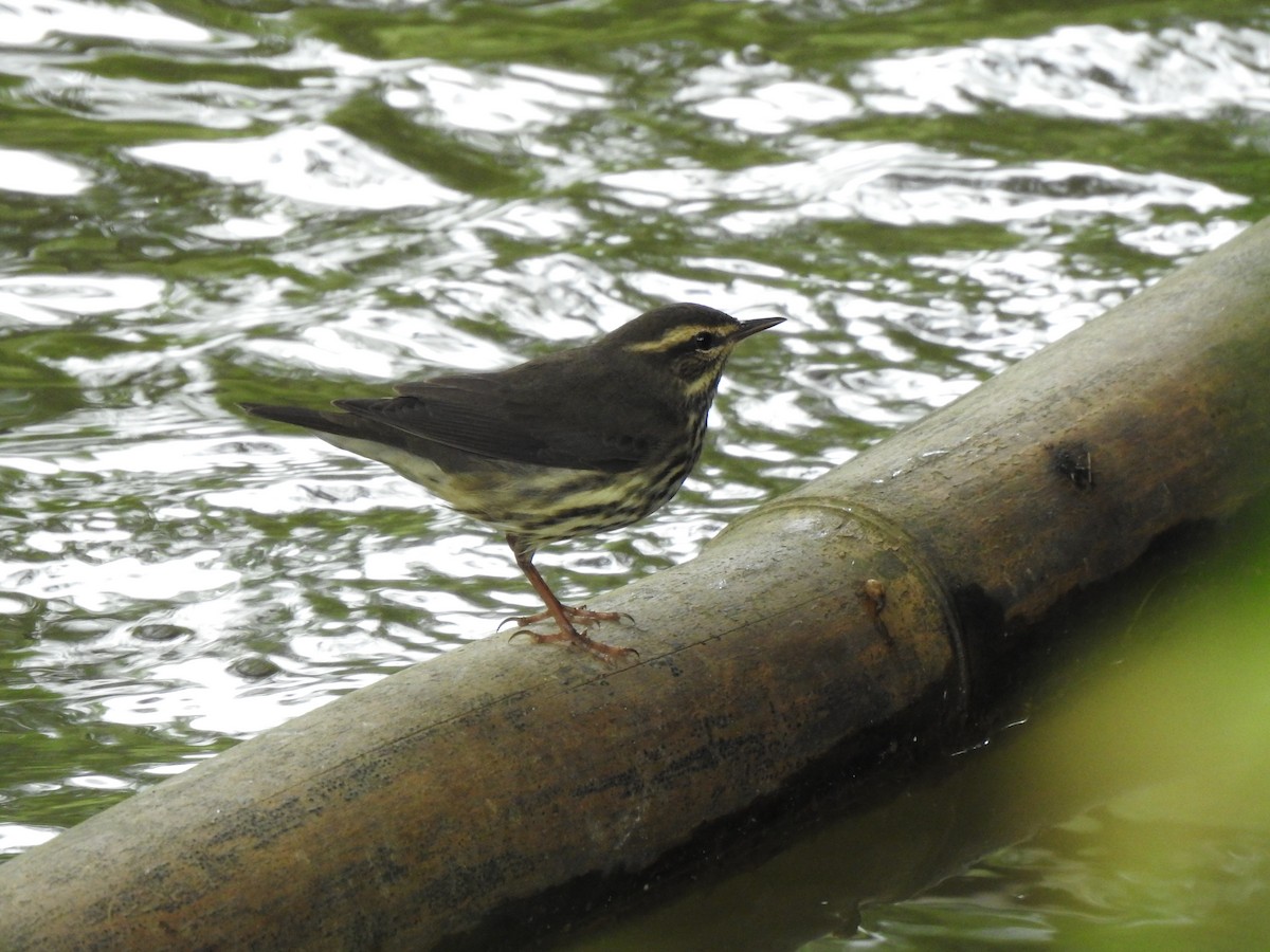 Northern Waterthrush - Sergio Chaparro-Herrera