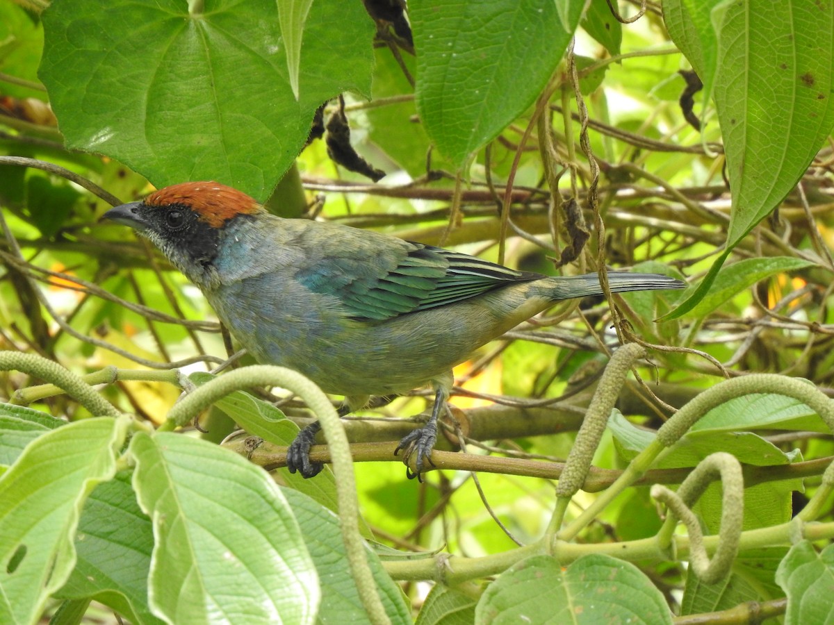 Scrub Tanager - ML610078780