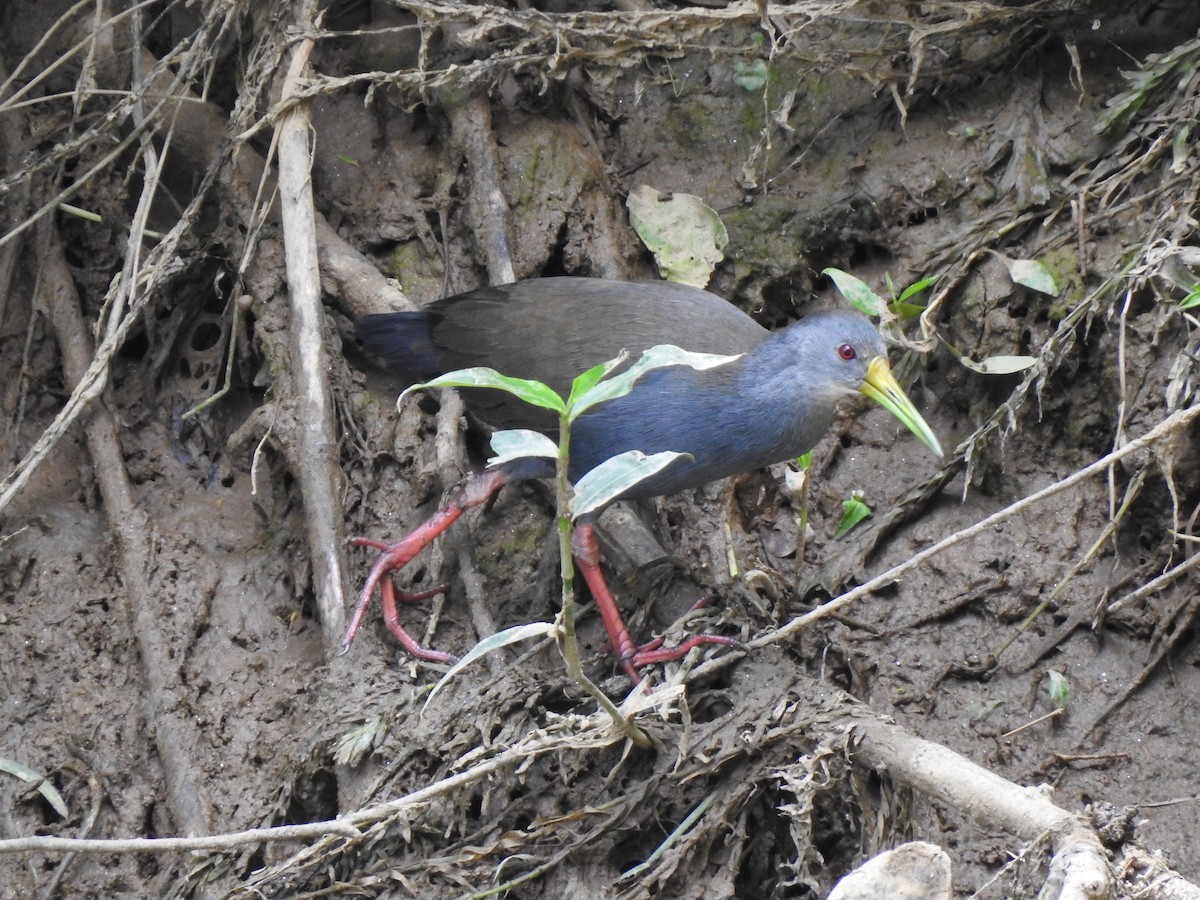 Blackish Rail - ML610078799