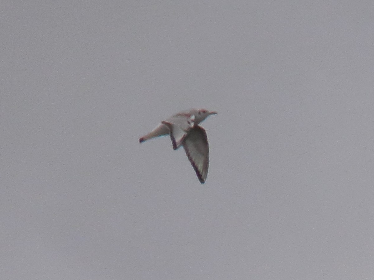 Bonaparte's Gull - ML610078911