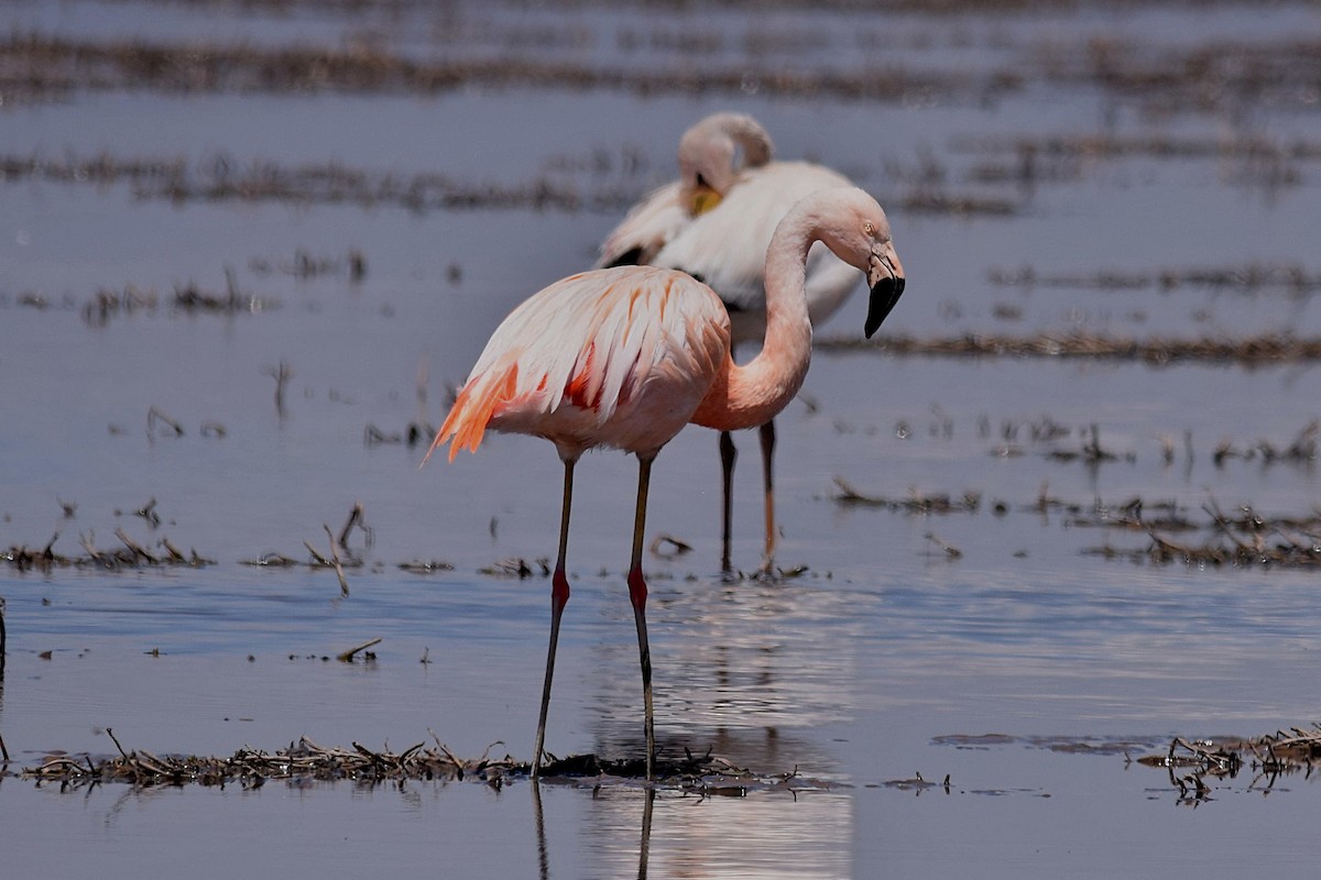 Chilean Flamingo - Jorge Calvet Magnani