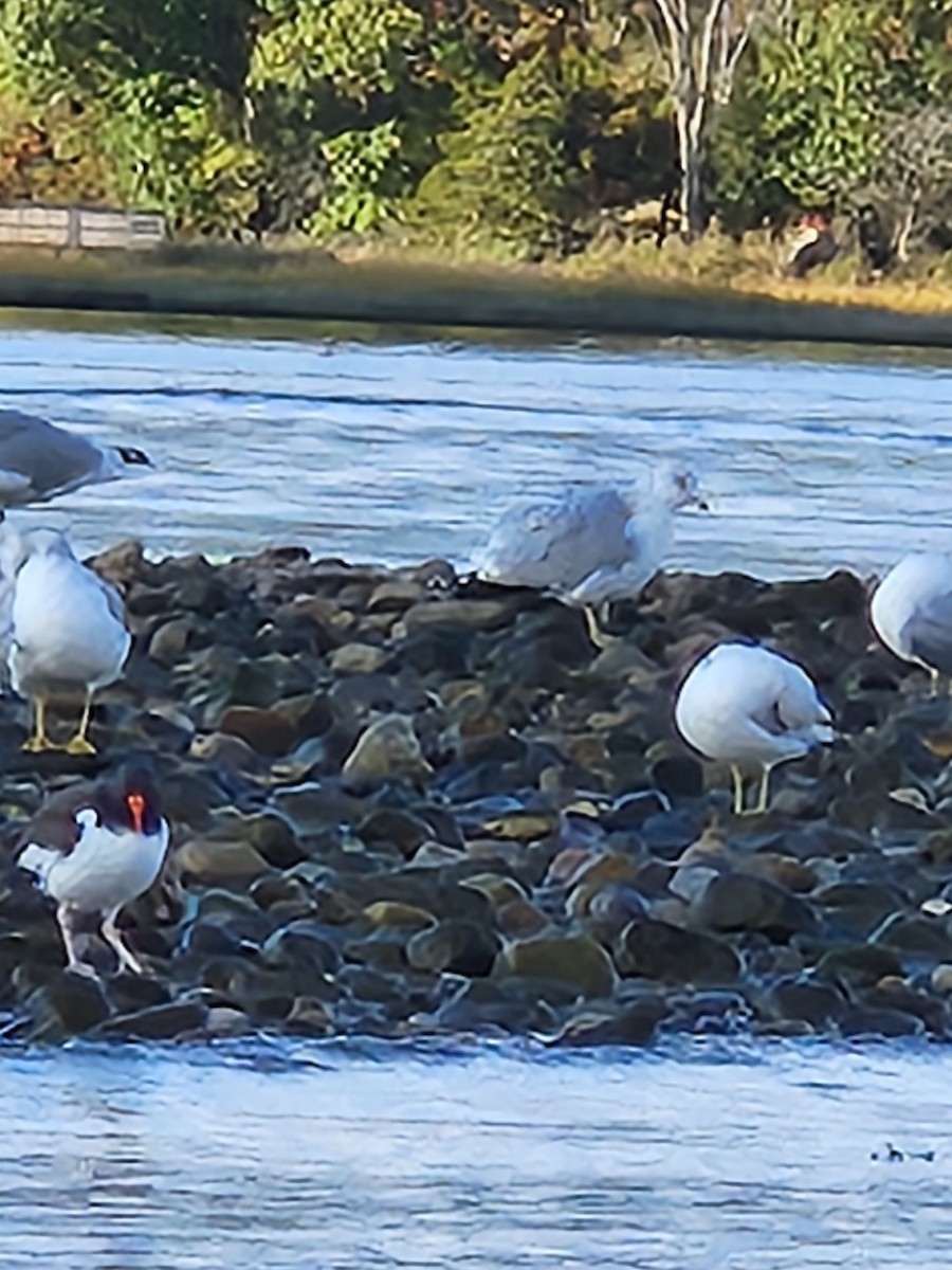 American Oystercatcher - ML610078928