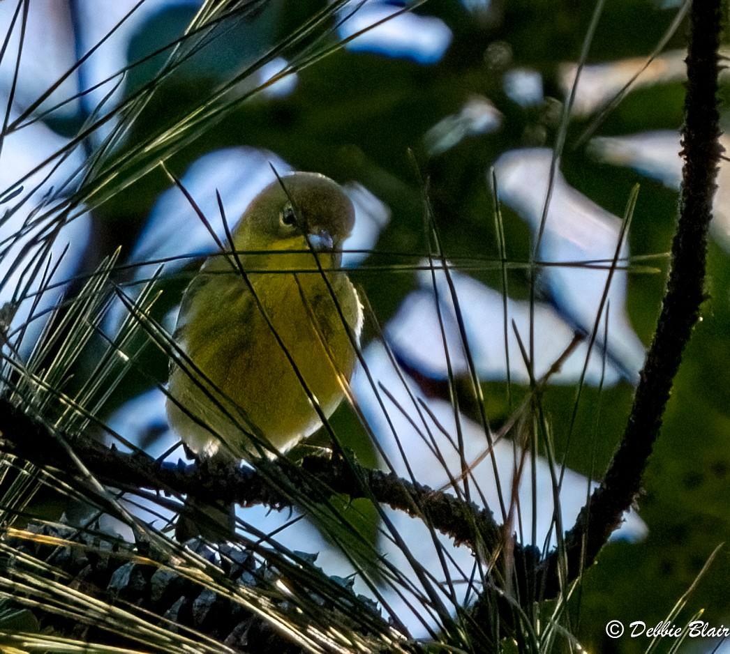 Pine Warbler - ML610078962