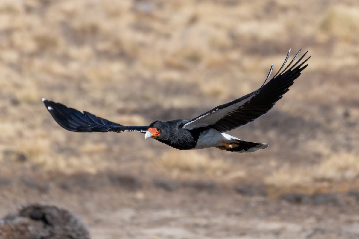 Mountain Caracara - ML610079033