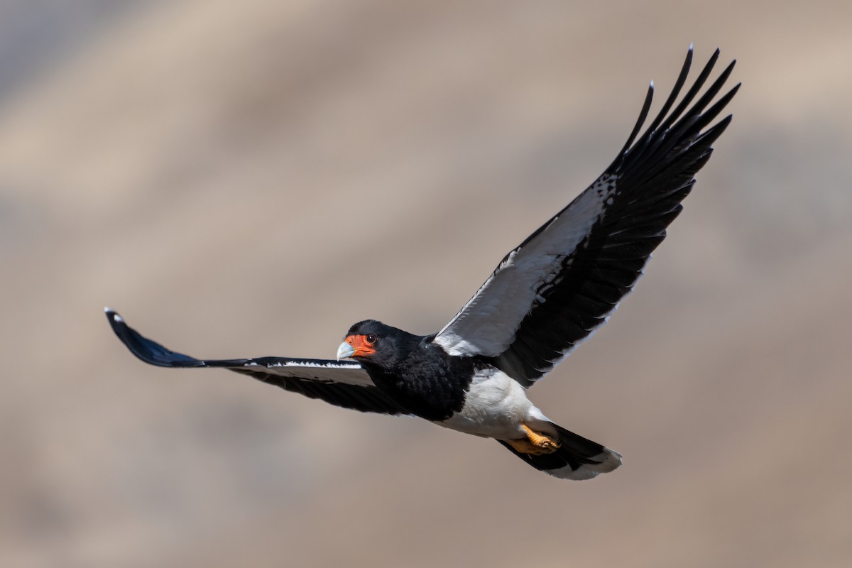 Mountain Caracara - Michael Herrera