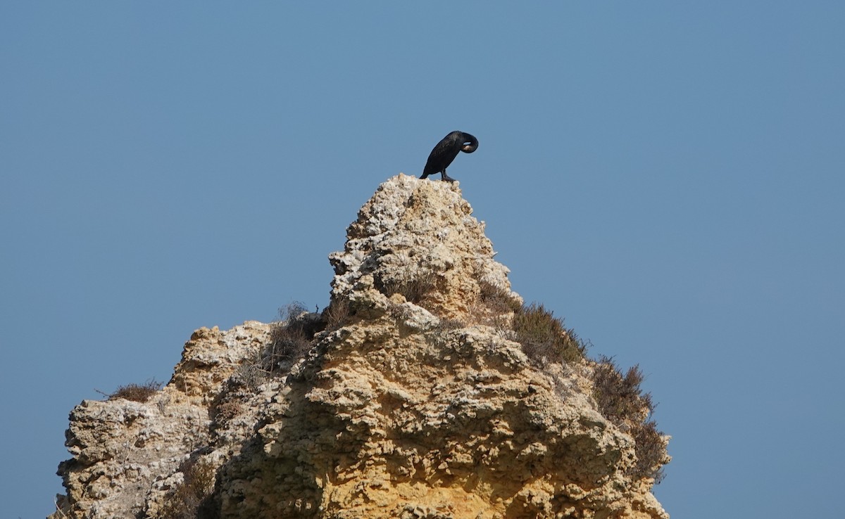 Тураг гогой - ML610079040